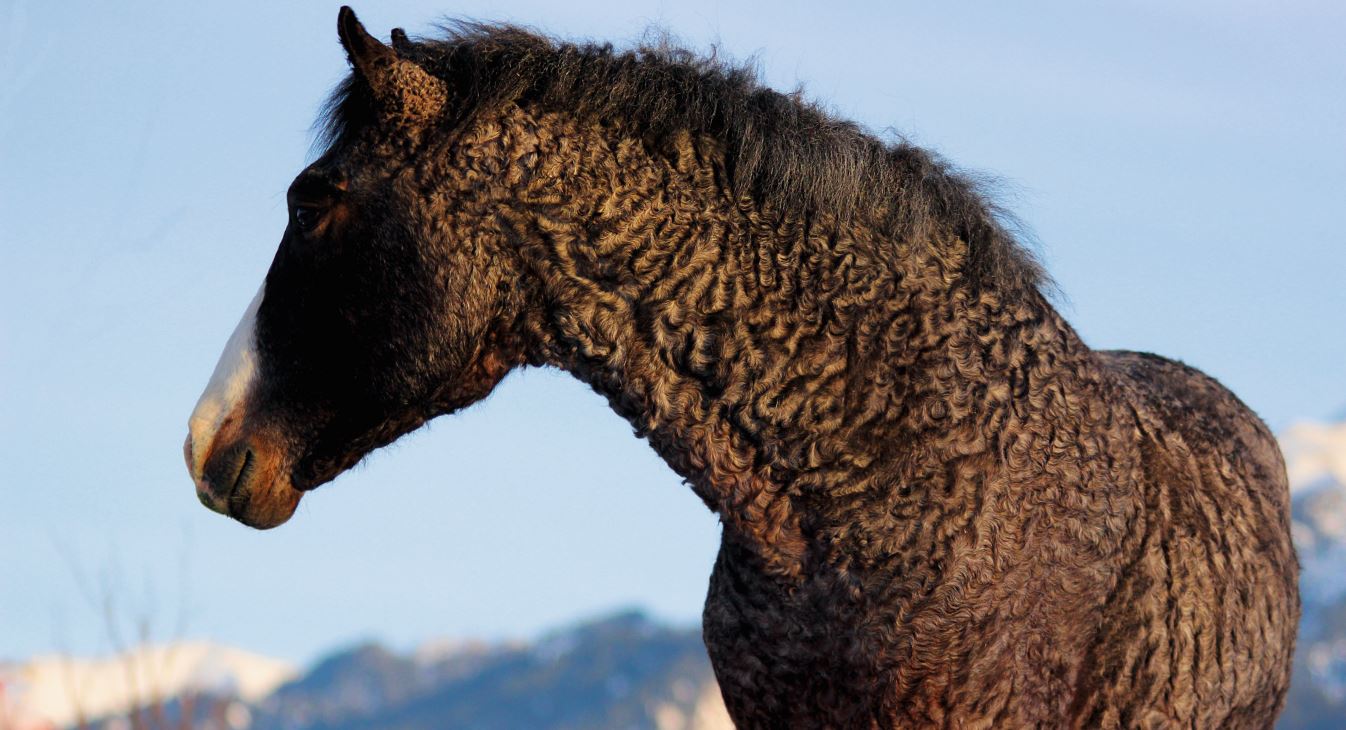 Proteomanalyse zeigt: Curly Horse ist nicht hypoallergen