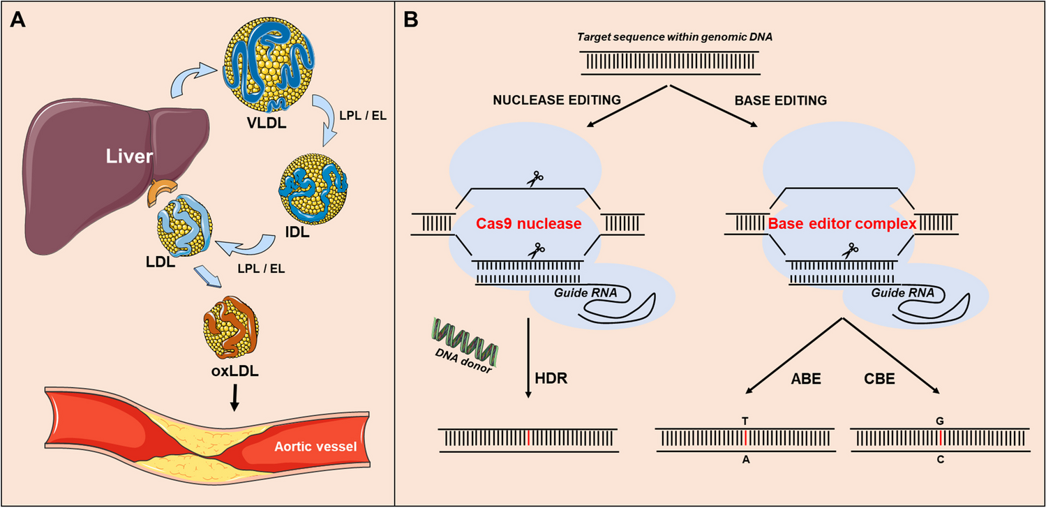 Gene Editing for the Treatment of Hypercholesterolemia