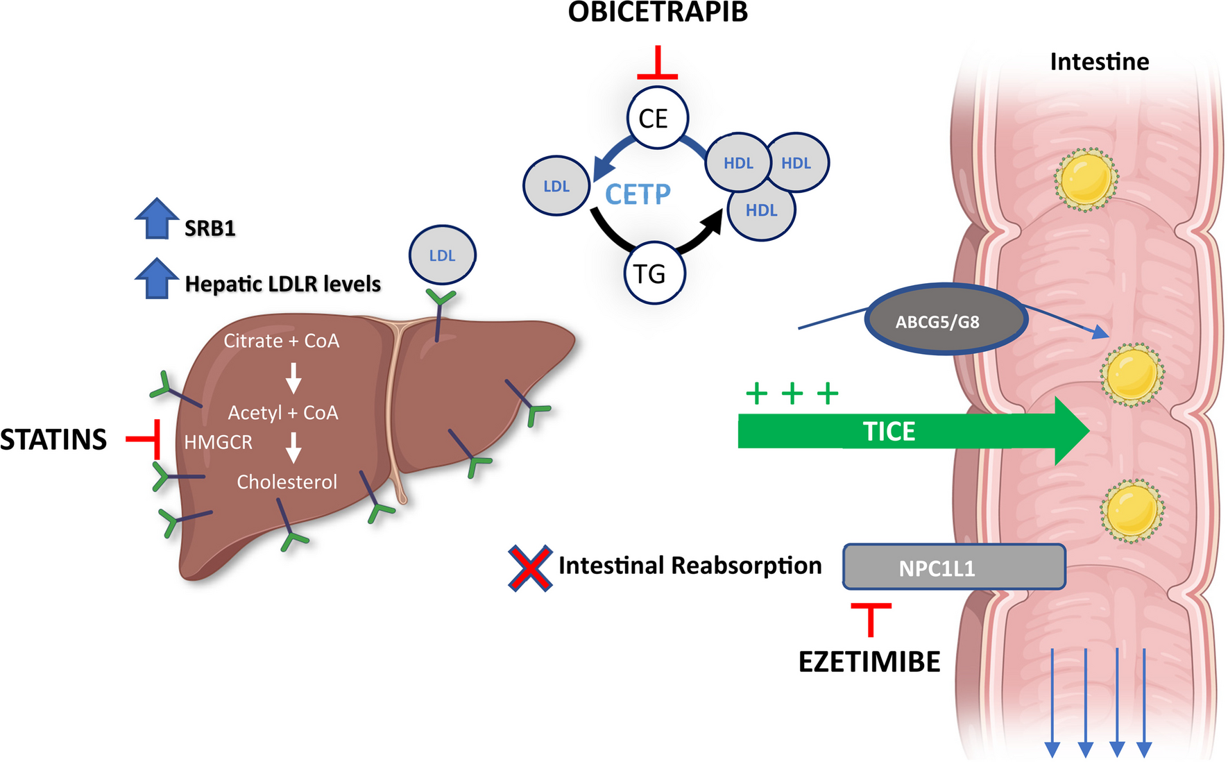 Obicetrapib: Reversing the Tide of CETP Inhibitor Disappointments