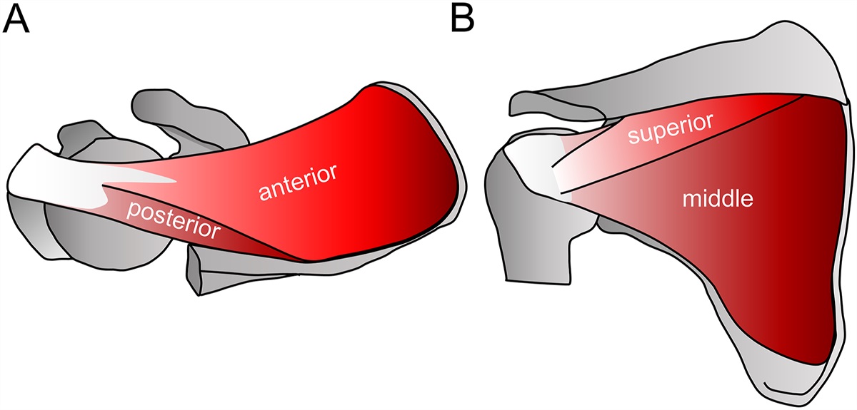 Tension Distribution in Articular Surfaces of the Rotator Cable and Crescent: A Cadaveric Study