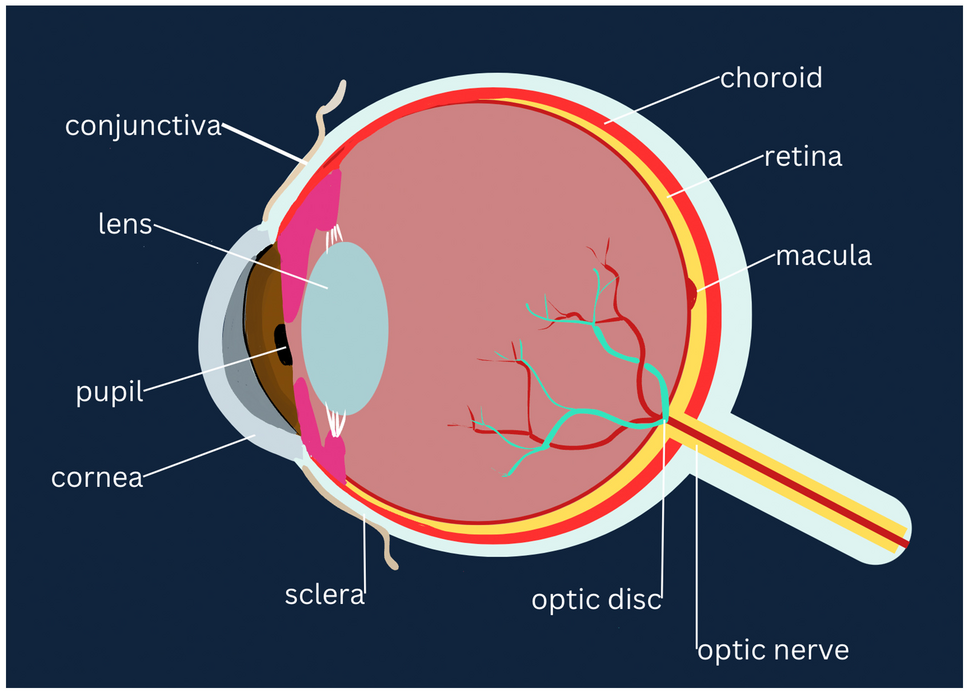 Preeclampsia and the Retina
