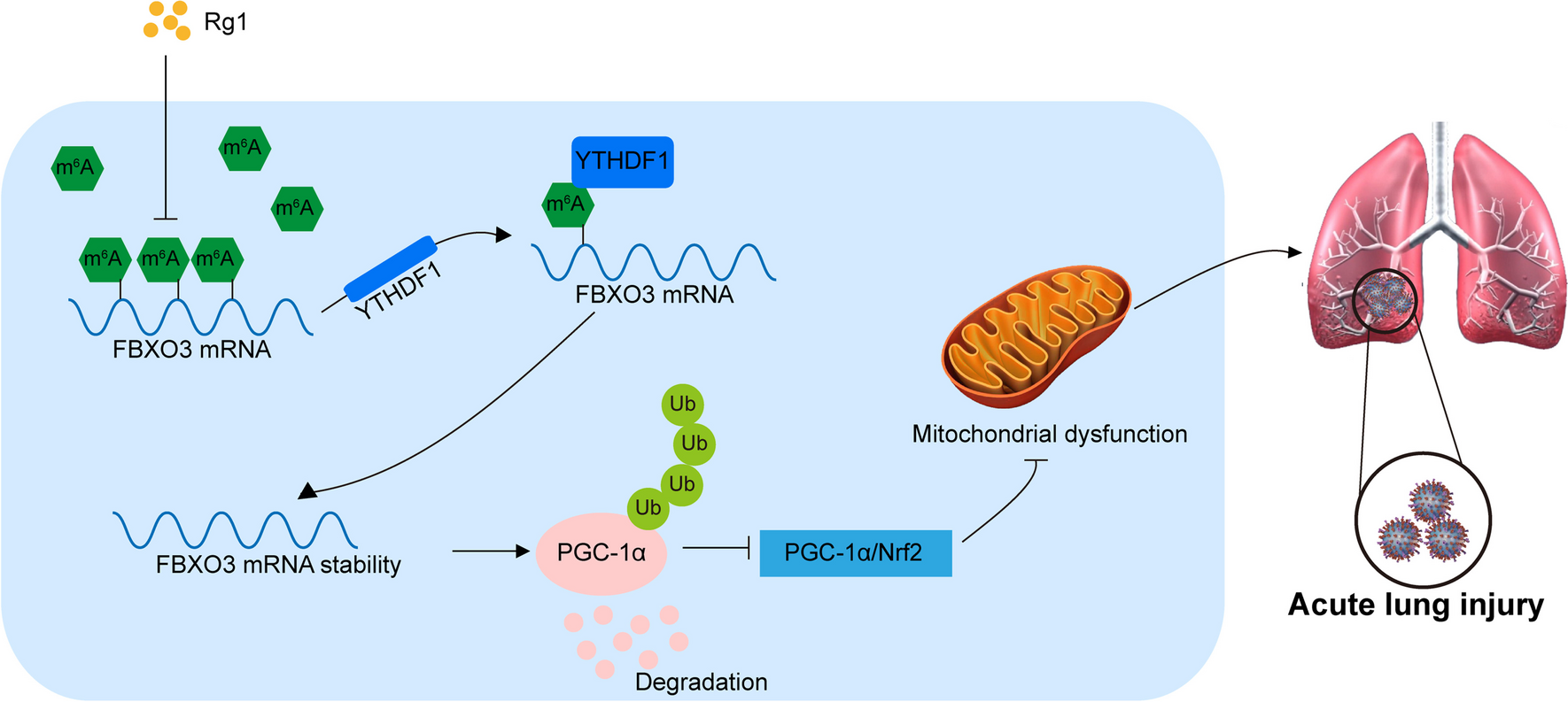 Ginsenoside Rg1 Alleviates Sepsis-Induced Acute Lung Injury by Reducing FBXO3 Stability in an m6A-Dependent Manner to Activate PGC-1α/Nrf2 Signaling Pathway