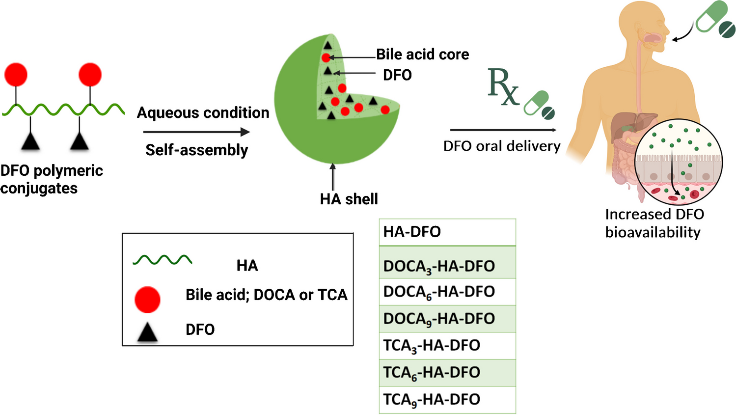 Bile Acid–Targeted Hyaluronic Acid Nanoparticles for Enhanced Oral Absorption of Deferoxamine