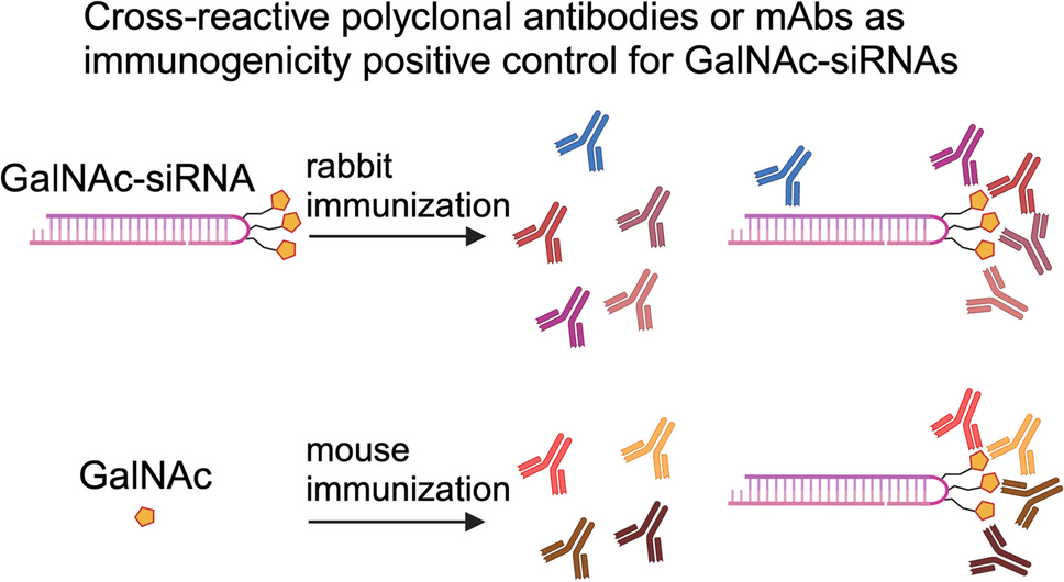 Cross-Reactive Polyclonal Antibodies Raised Against GalNAc-Conjugated siRNA Recognize Mostly the GalNAc Moiety