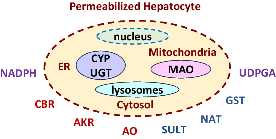 Characterization and Applications of Permeabilized Hepatocytes in Drug Discovery