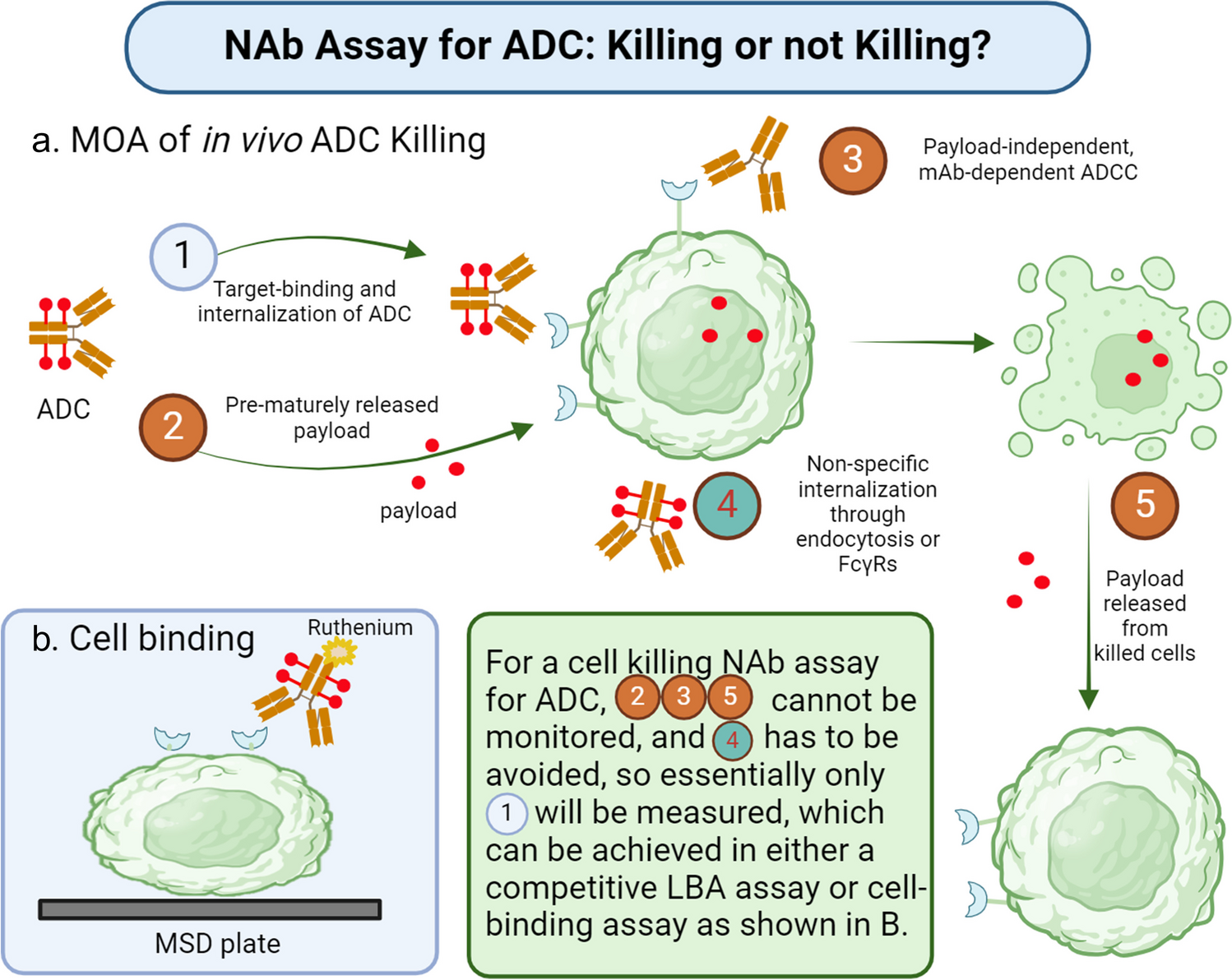 Development and Validation of a Cell-Based Binding Neutralizing Antibody Assay for an Antibody–Drug Conjugate