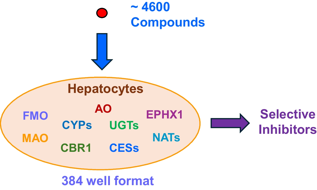 Novel Multiplexed High Throughput Screening of Selective Inhibitors for Drug-Metabolizing Enzymes Using Human Hepatocytes
