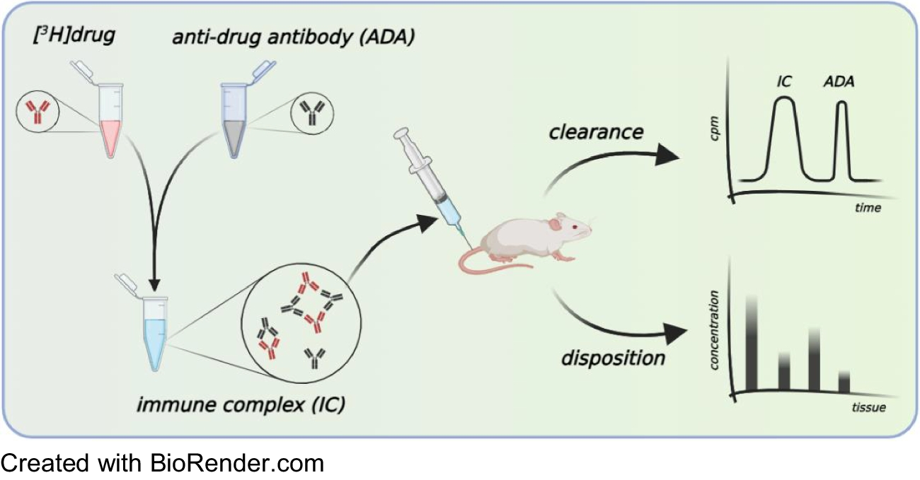Biodistribution of Drug/ADA Complexes: The Impact of Immune Complex Formation on Antibody Distribution