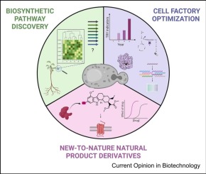 Combining enzyme and metabolic engineering for microbial supply of therapeutic phytochemicals
