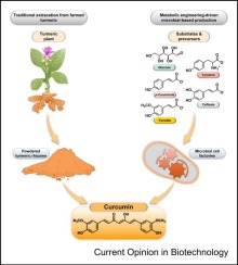 Medical properties, market potential, and microbial production of golden polyketide curcumin for food, biomedical, and cosmetic applications