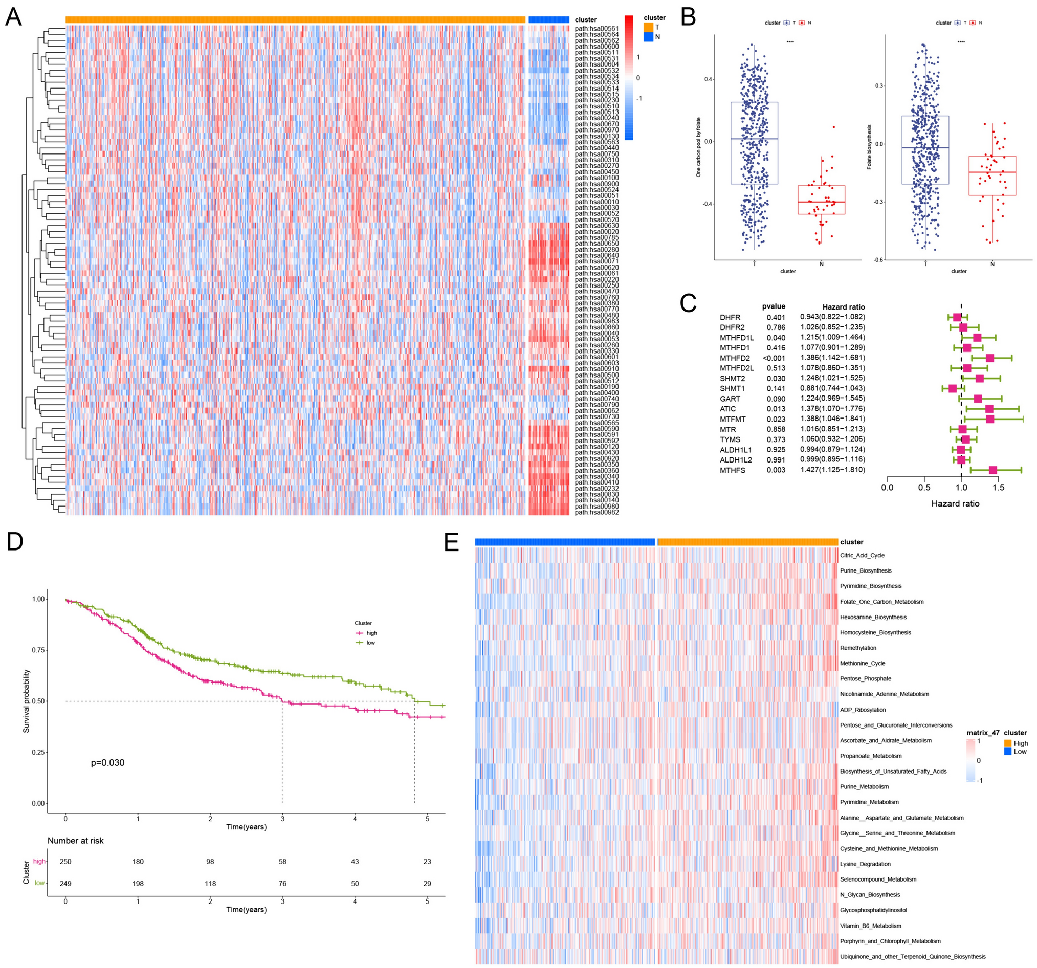 Construction and validation of a folate metabolism-related gene signature for predicting prognosis in HNSCC