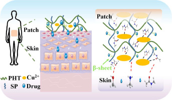 A strong, silk protein-inspired tissue adhesive with an enhanced drug release mechanism for transdermal drug delivery