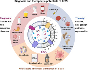 Unveiling clinical applications of bacterial extracellular vesicles as natural nanomaterials in disease diagnosis and therapeutics