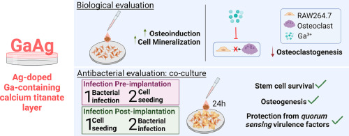 Gallium and silver-doped titanium surfaces provide enhanced osteogenesis, reduce bone resorption and prevent bacterial infection in co-culture