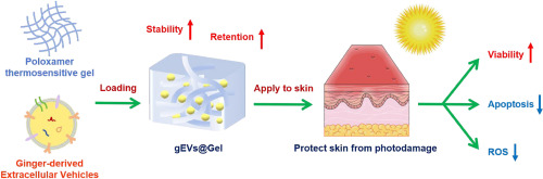 Development of ginger-derived extracellular vesicles thermosensitive gel for UVA-induced photodamage of skin