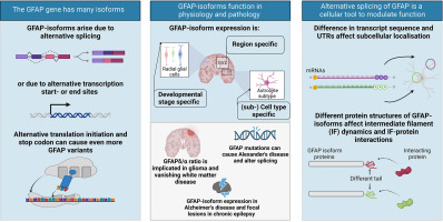 GFAP-isoforms in the nervous system: Understanding the need for diversity