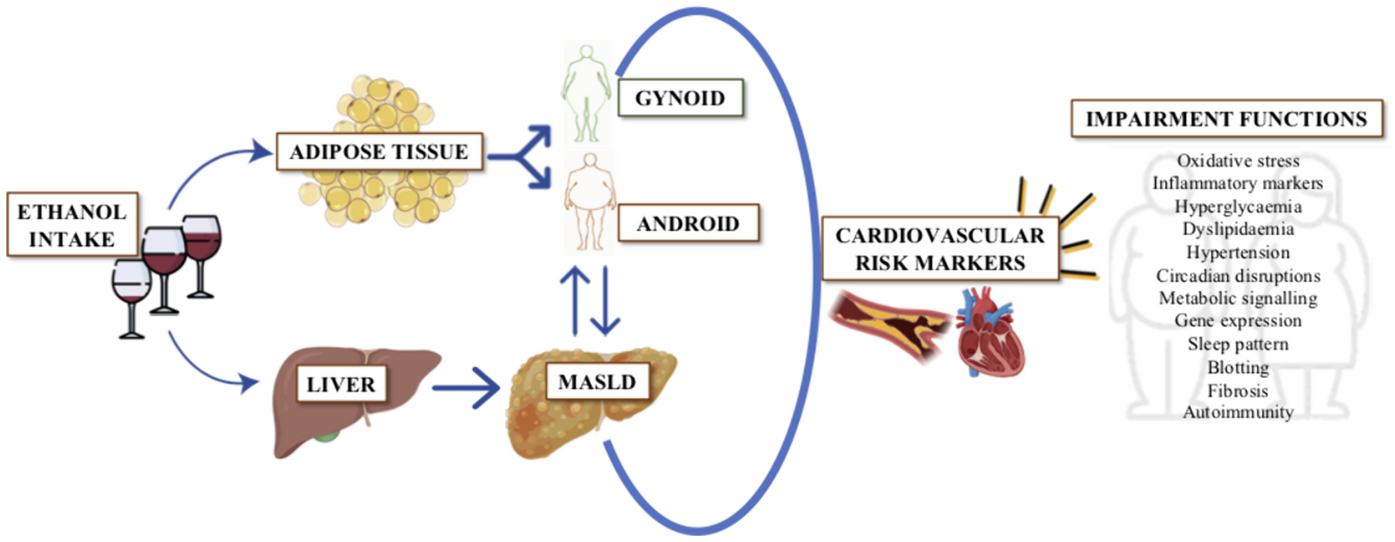 Alcohol Drinking Impacts on Adiposity and Steatotic Liver Disease: Concurrent Effects on Metabolic Pathways and Cardiovascular Risks