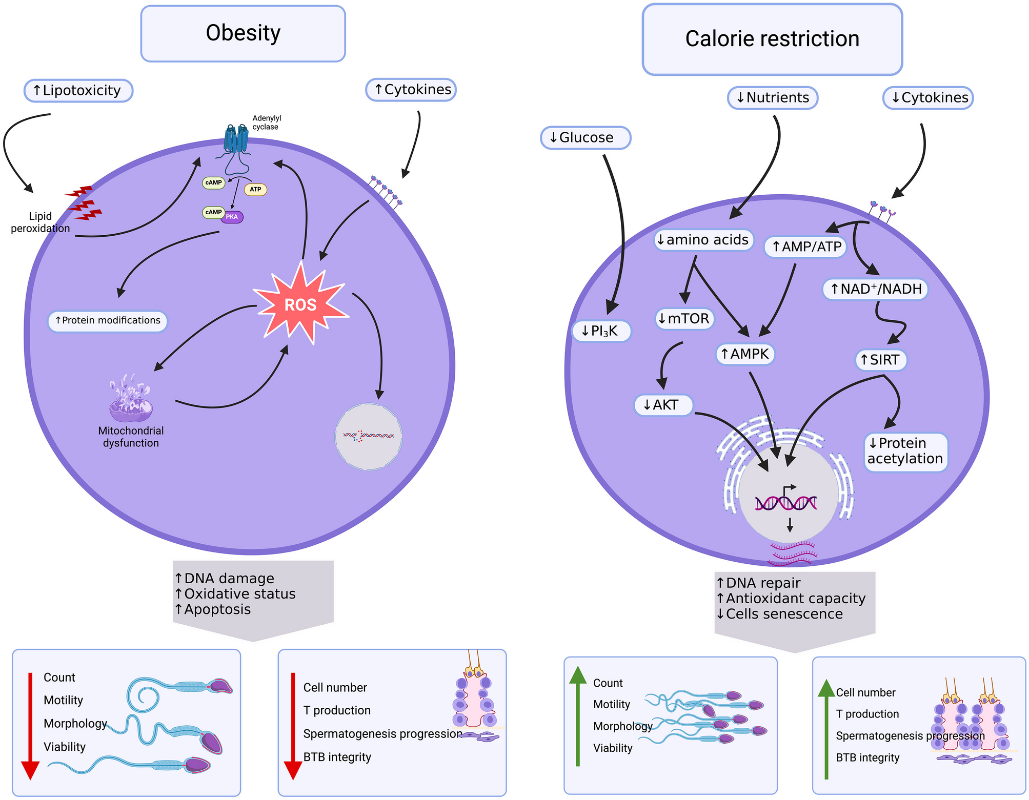 Effects of Calorie Restriction on Preserving Male Fertility Particularly in a State of Obesity