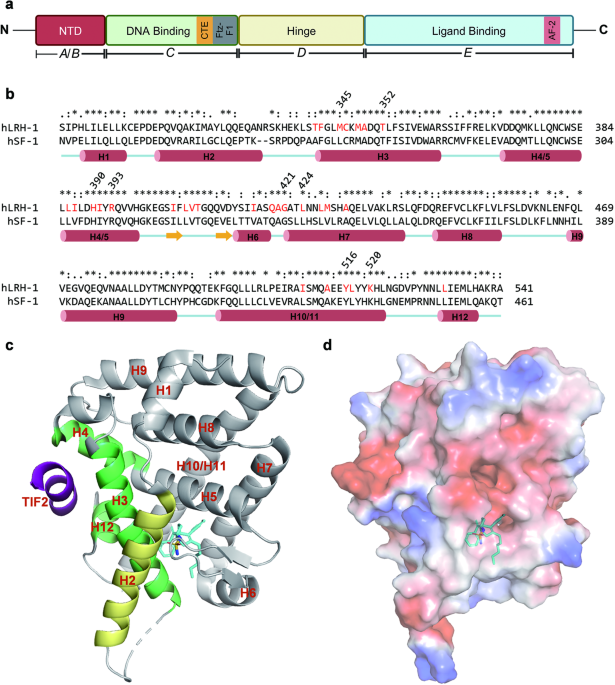 Liver receptor homolog-1: structures, related diseases, and drug discovery