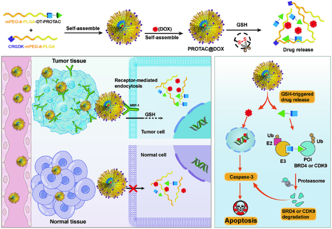 Tumor-targeted PROTAC prodrug nanoplatform enables precise protein degradation and combination cancer therapy