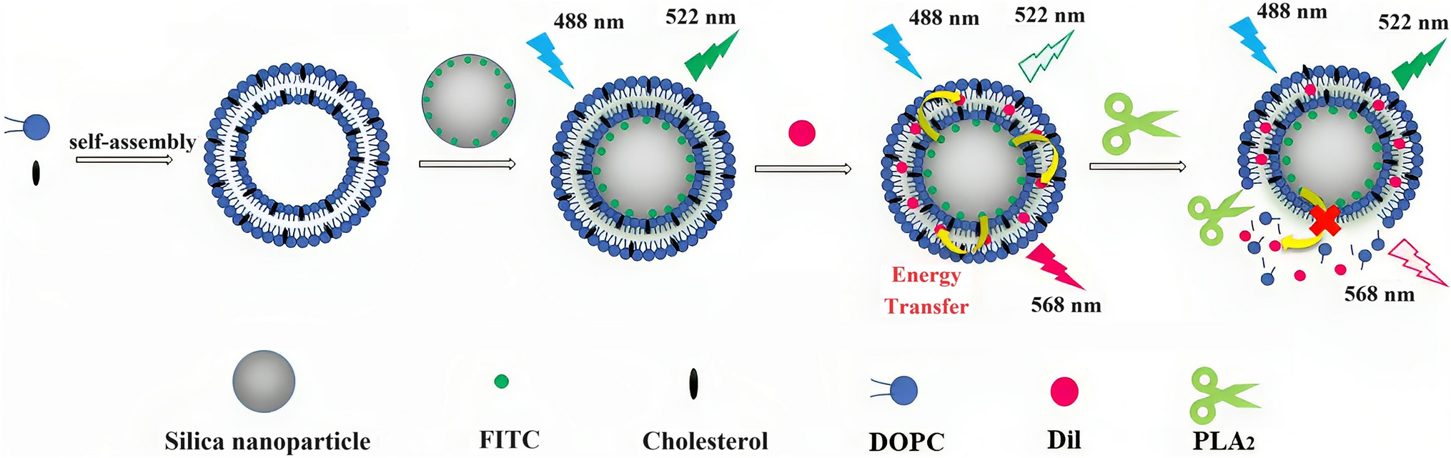 A Biomimetic Membrane-Coated Nanoprobe for the Ratiometric Fluorescence Detection of Phospholipase A2