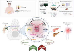 Inhibition of xanthine oxidase alleviated pancreatic necrosis via HIF-1α-regulated LDHA and NLRP3 signaling pathway in acute pancreatitis