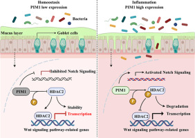 PIM1–HDAC2 axis modulates intestinal homeostasis through epigenetic modification