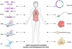 Lipid-nanoparticle-enabled nucleic acid therapeutics for liver disorders