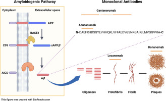 Monoclonal antibodies and aptamers: The future therapeutics for Alzheimer’s disease