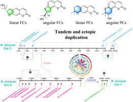 The chromosome-scale assembly of the Notopterygium incisum genome provides insight into the structural diversity of coumarins