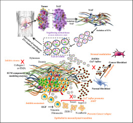 Exosomes derived from tumor adjacent fibroblasts efficiently target pancreatic cancer