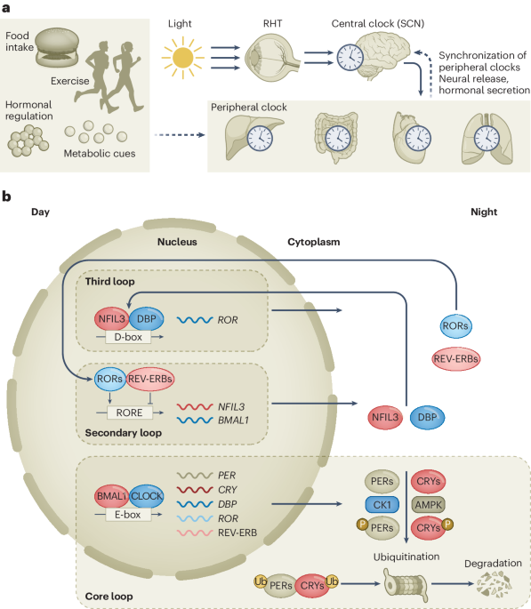 Circadian regulation of cancer stem cells and the tumor microenvironment during metastasis