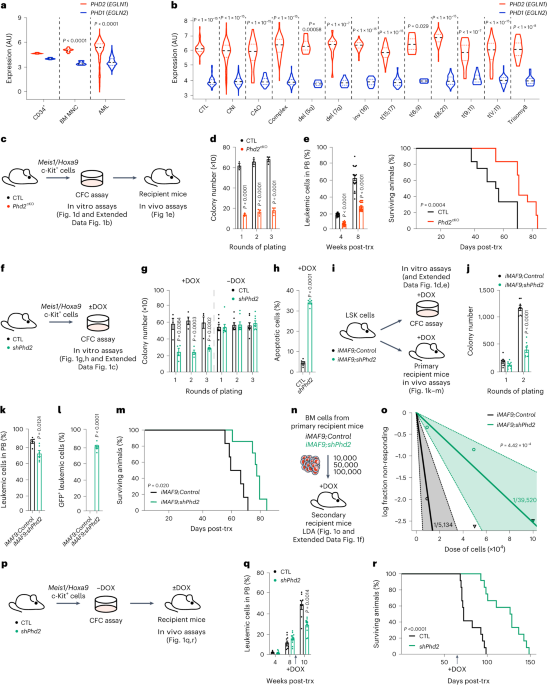 The selective prolyl hydroxylase inhibitor IOX5 stabilizes HIF-1α and compromises development and progression of acute myeloid leukemia