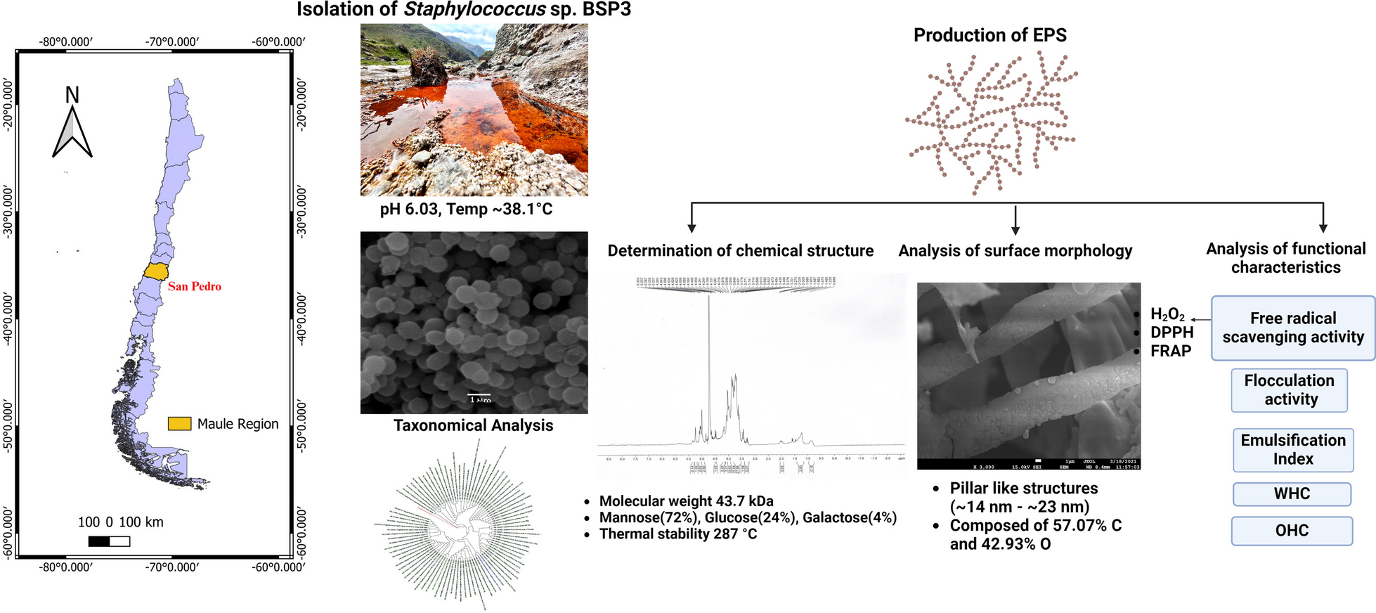 Characterization of Chilean hot spring-origin Staphylococcus sp. BSP3 produced exopolysaccharide as biological additive