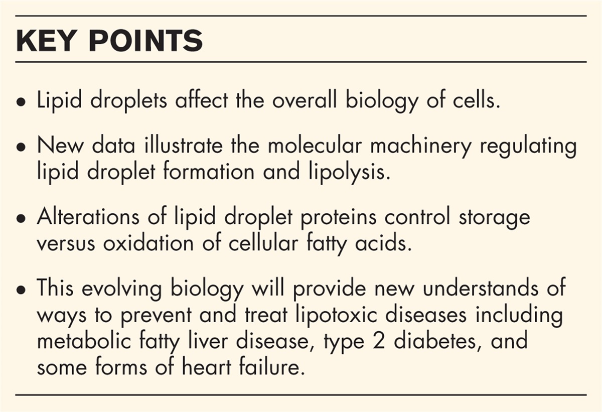 Intracellular lipase and regulation of the lipid droplet