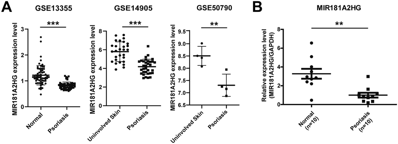 LncRNA MIR181A2HG negatively regulates human keratinocytes proliferation by binding SRSF1