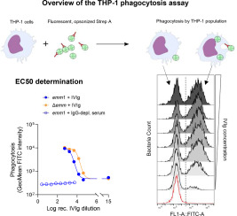 A flow cytometry-based assay to determine the ability of anti-Streptococcus pyogenes antibodies to mediate monocytic phagocytosis in human sera