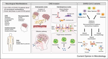 Neuroinvasion and neurotropism of severe acute respiratory syndrome coronavirus 2 infection