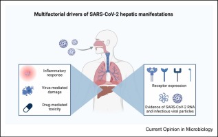 Host determinants and responses underlying SARS-CoV-2 liver tropism