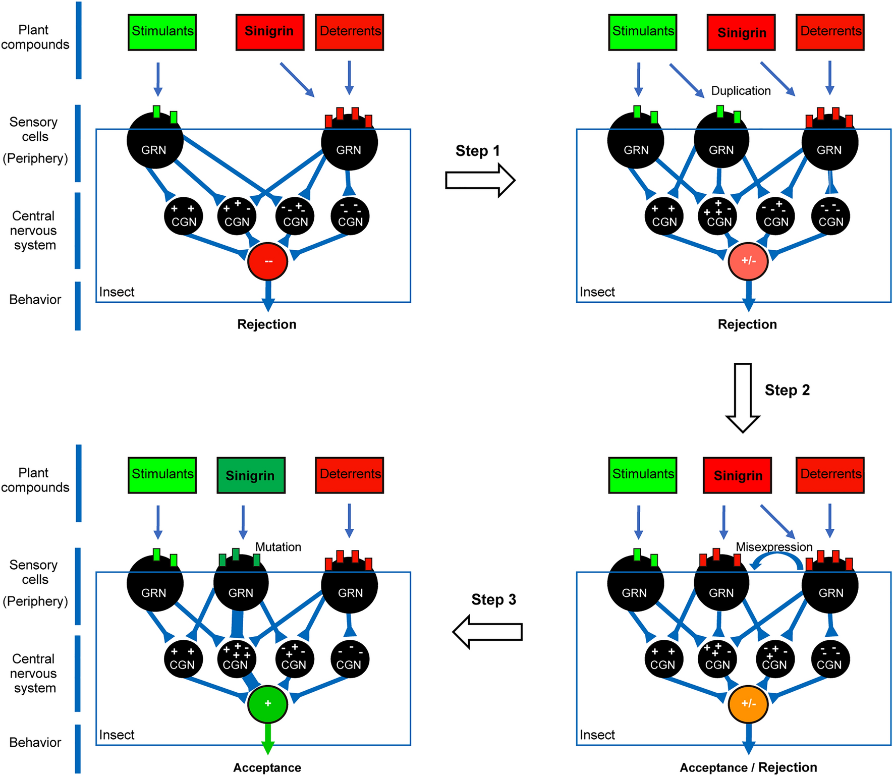 Chemosensory detection of glucosinolates as token stimuli for specialist insects on brassicaceous plants: discovery and impact