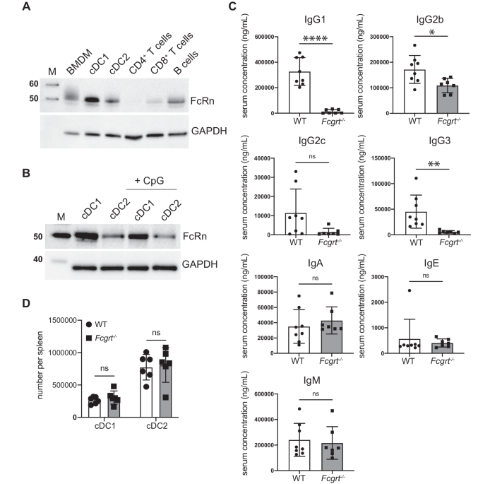 FcRn regulates antigen presentation in dendritic cells downstream of DEC205-targeted vaccines