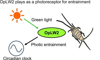 OpsinLW2 serves as a circadian photoreceptor in the entrainment of circadian locomotor rhythm of a firebrat