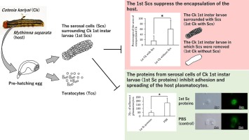 Characterization of the serosal cells surrounding Cotesia kariyai larvae and their role in host immunosuppression