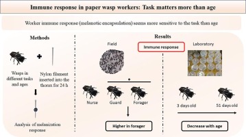 Immune response in paper wasp workers: Task matters more than age