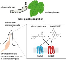 Molecular basis of host plant recognition by silkworm larvae