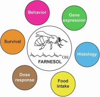 Farnesol, a component of plant-derived honeybee-collected resins, shows JH-like effects in Apis mellifera workers