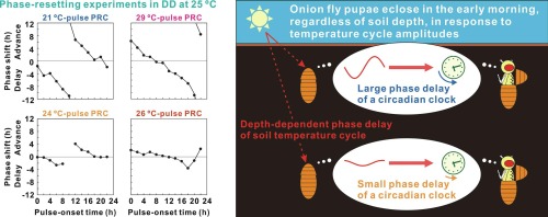 Weak and strong phase response curves of the onion fly circadian clock at temperature changes of 1 °C and 4 °C