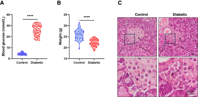 Nicotinamide Mononucleotide improves oocyte maturation of mice with type 1 diabetes
