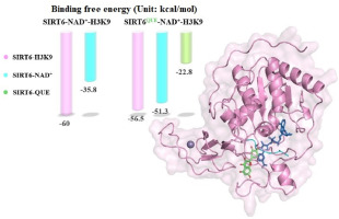 Effect of quercetin on the protein-substrate interactions in SIRT6: Insight from MD simulations