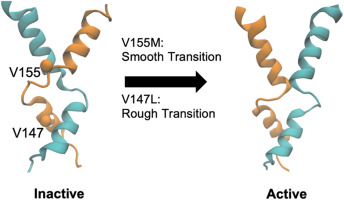 Computational insights into the conformational transition of STING: Mechanistic, energetic considerations, and the influence of crucial mutations